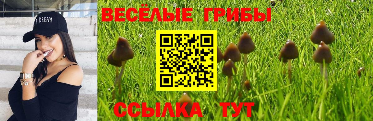 Псилоцибиновые грибы Psilocybine cubensis  Вход с VPN  Клинцы  Псилоцибиновые грибы прущие грибы 
